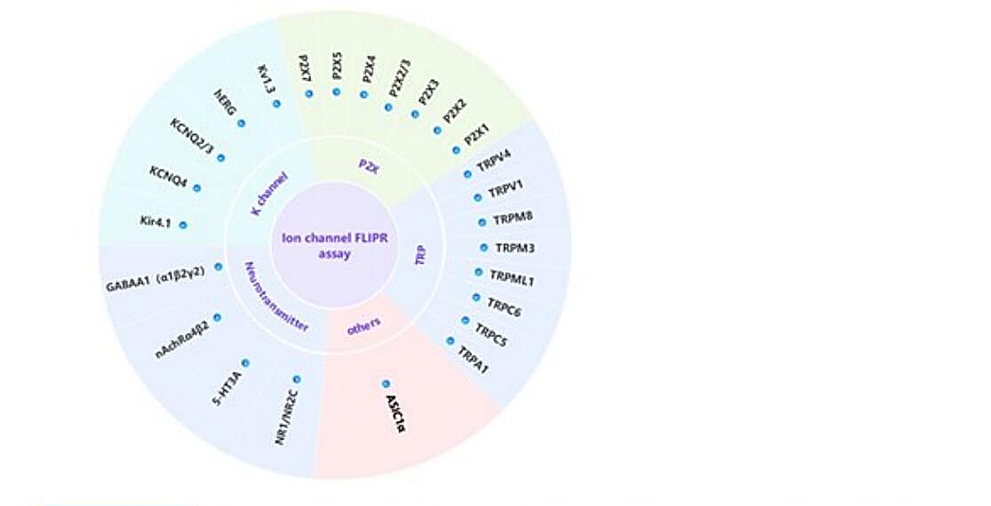 Ion Channel FLIPR assay 离子通道靶点覆盖(K 通道、P2X、TRP、神经递质受体等 30+ 离子通道)