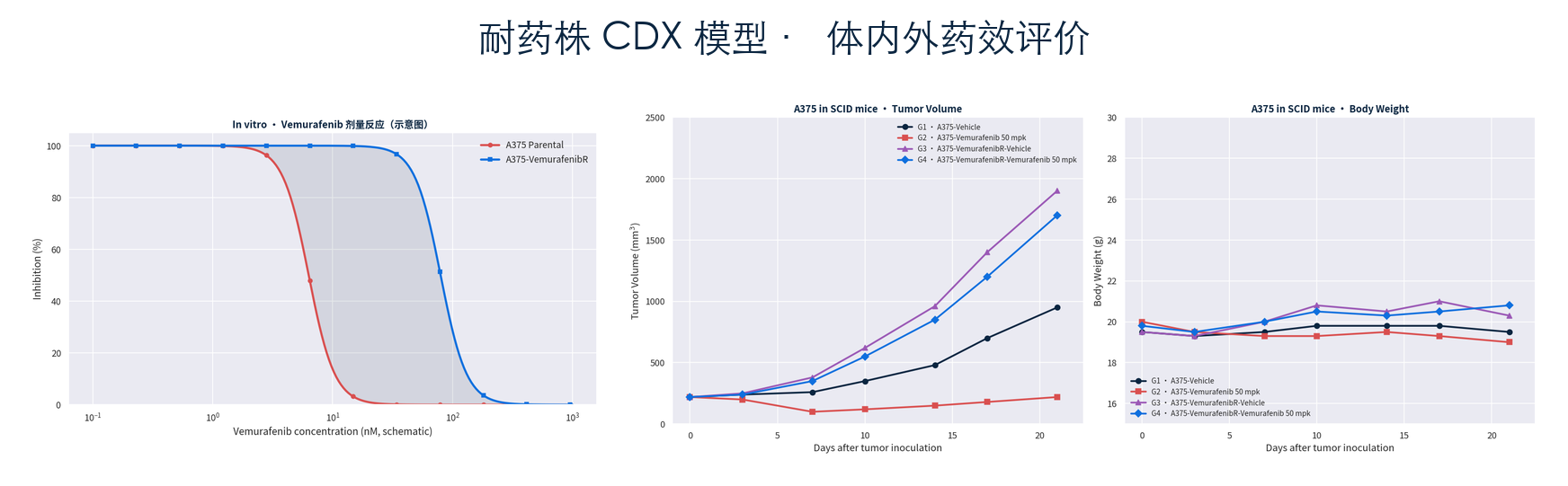 耐药株CDX模型