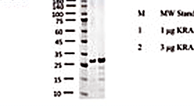 KRAS G12D 重组蛋白 SDS-PAGE(MW 标准 / 1 μg / 3 μg 上样)