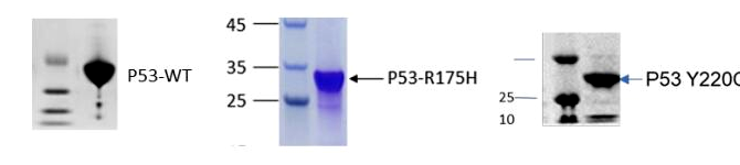 P53-WT、P53-R175H、P53-Y220C 重组蛋白凝胶与免疫印迹