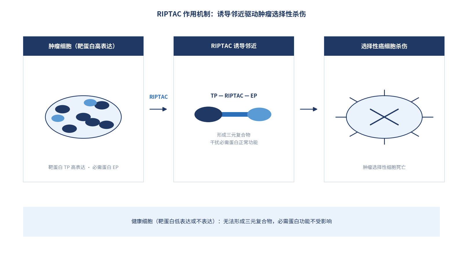 RIPTAC 作用机制示意图：诱导邻近驱动肿瘤选择性杀伤