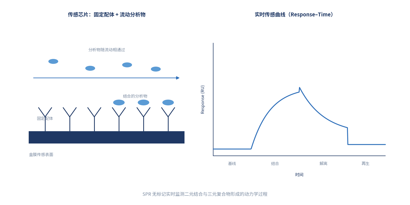 SPR 表面等离子共振传感原理示意图