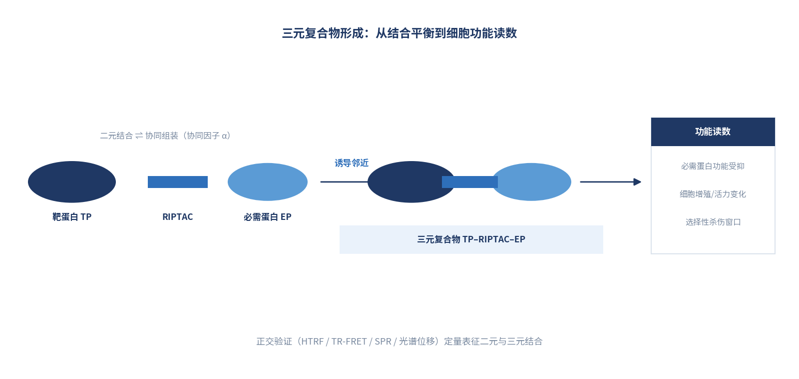 三元复合物形成与细胞功能读数示意图
