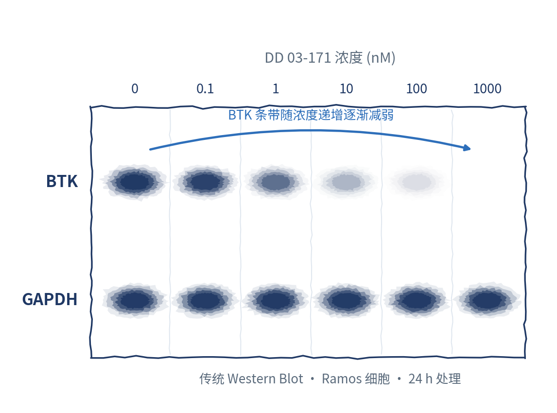 爱思益普传统WB检测BTK降解条带