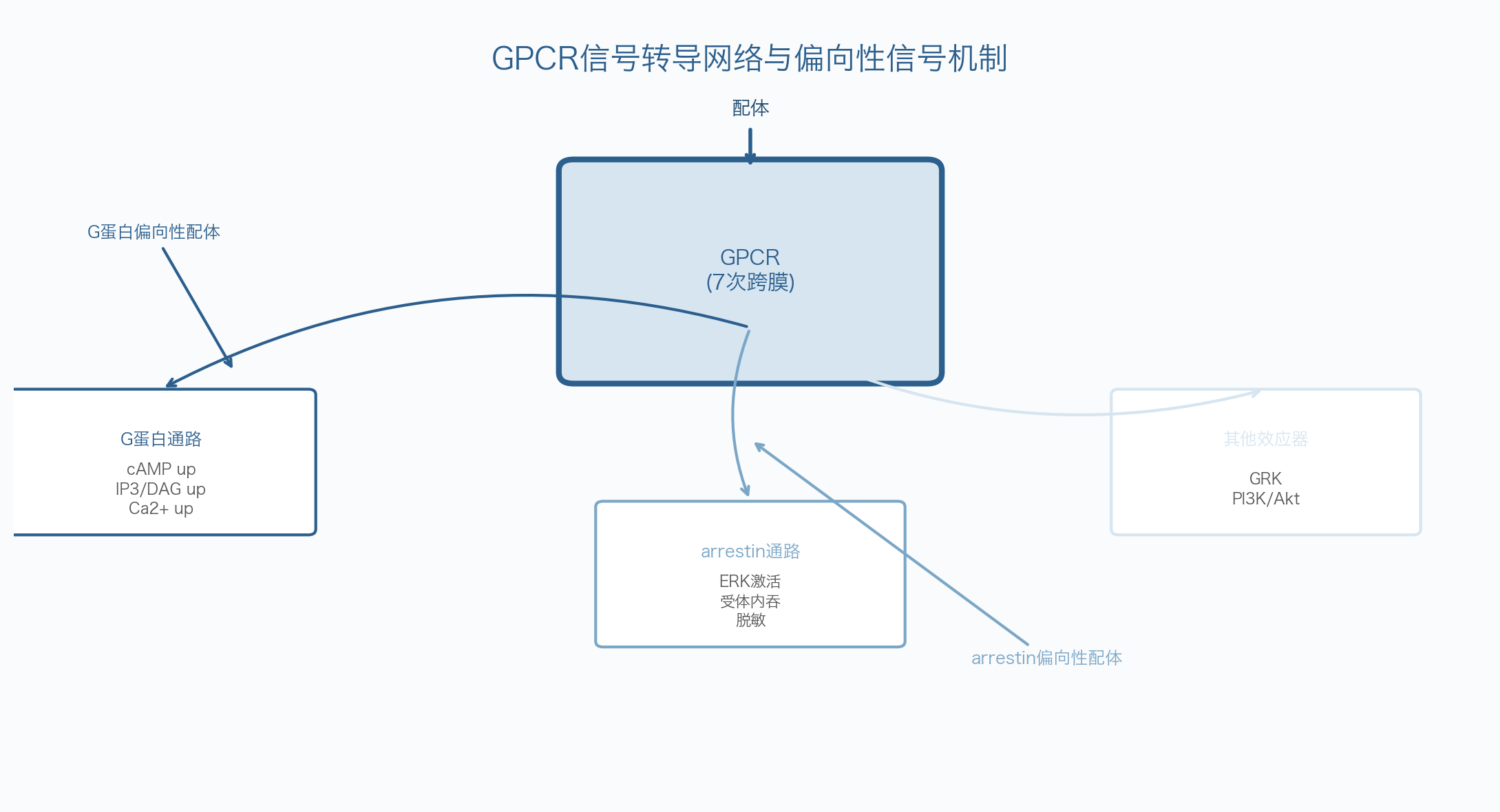 偏向性配体筛选技术平台流程
