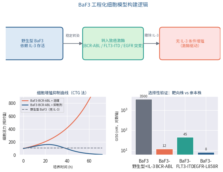BaF3工程化细胞模型构建逻辑与增殖抑制曲线