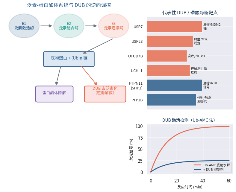泛素蛋白酶体系统与DUB逆向调控及代表性靶点