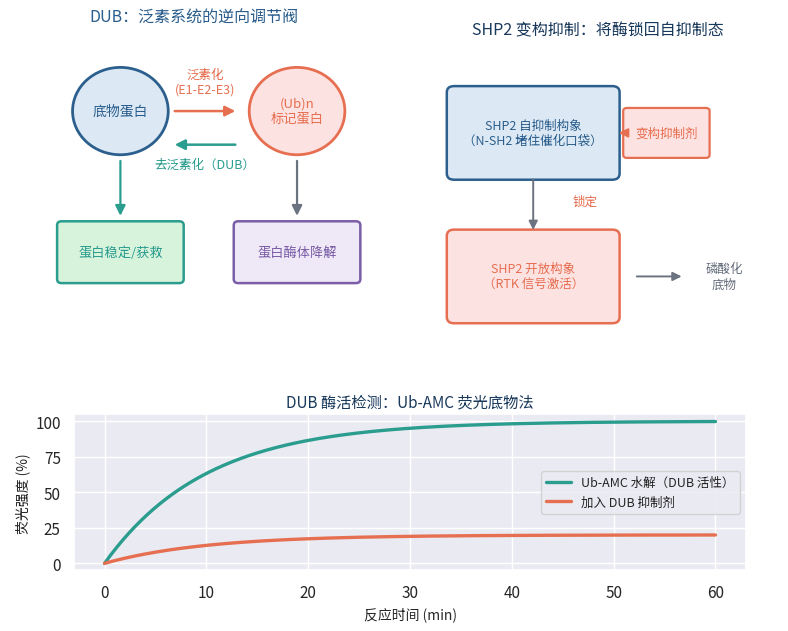 泛素蛋白酶体系统与DUB磷酸酶靶点示意图
