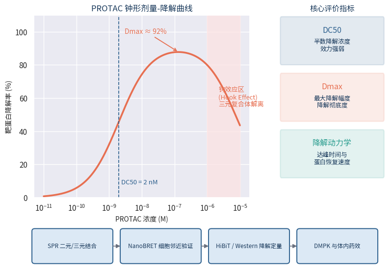 PROTAC降解机制与三元复合体形成示意图