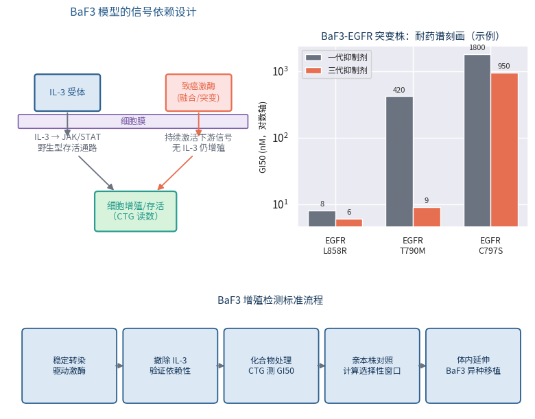 BaF3模型信号依赖设计与EGFR突变株耐药谱示例