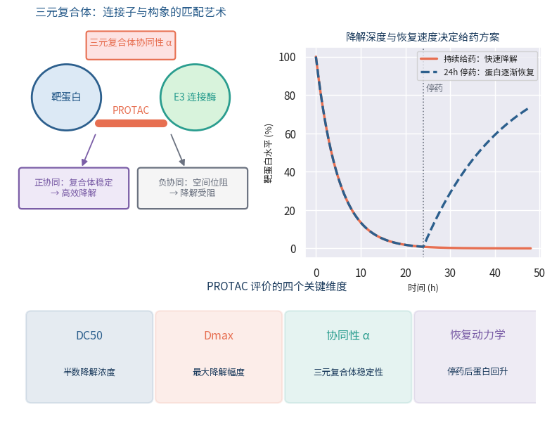 PROTAC三元复合体协同性与降解恢复动力学曲线