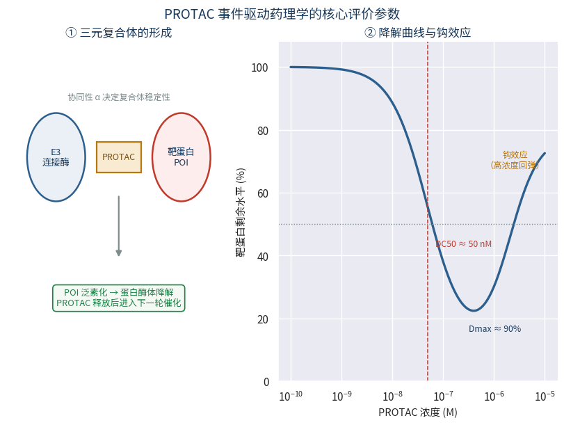 PROTAC三元复合体形成与降解曲线钩效应示意