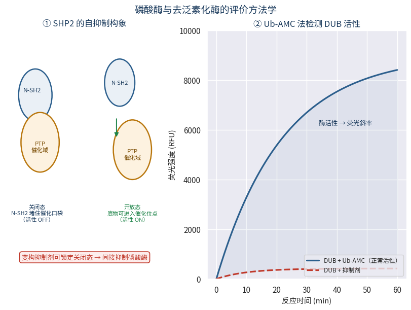 SHP2自抑制构象与Ub-AMC法DUB活性检测曲线