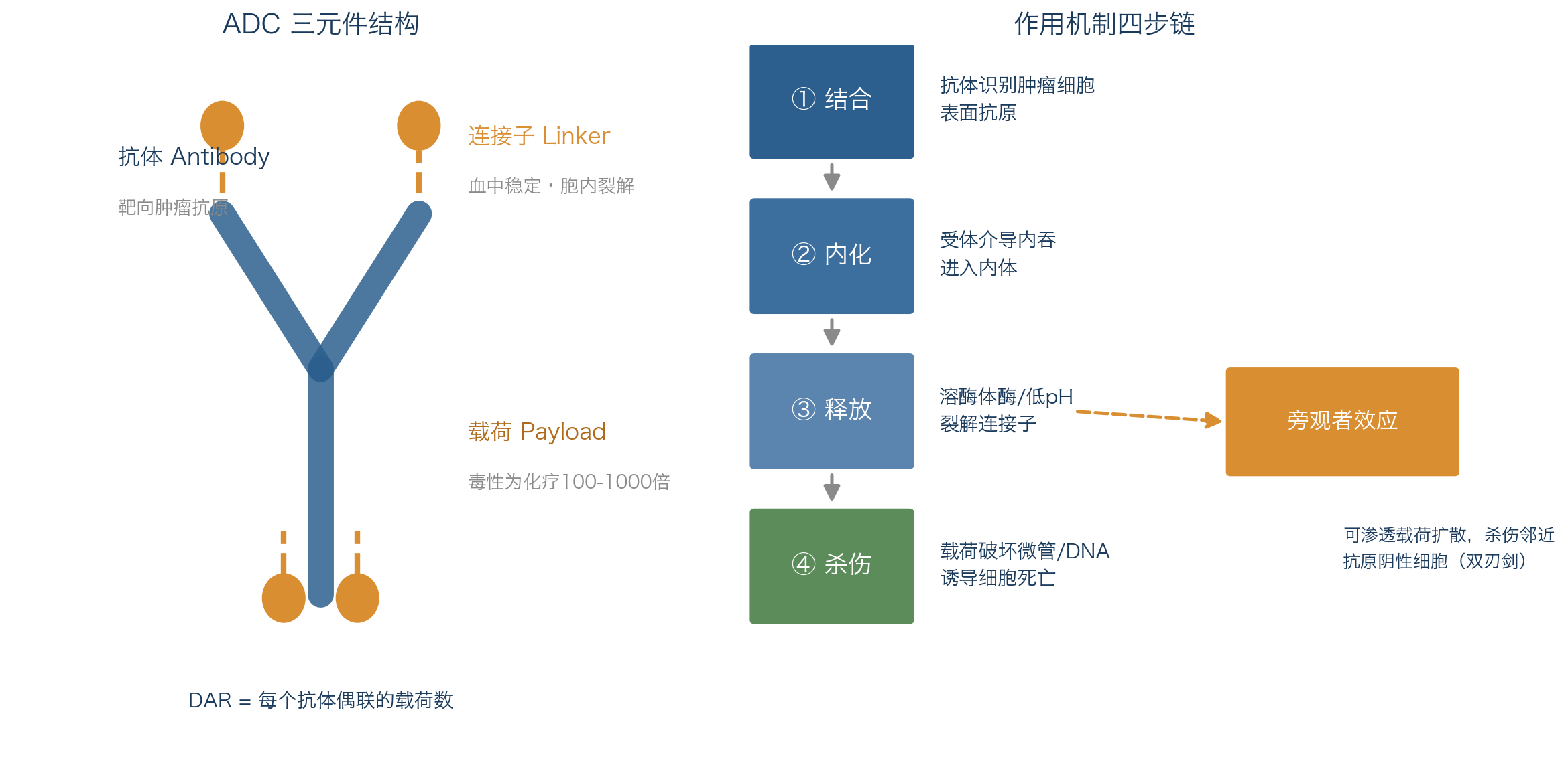ADC三元件结构与结合-内化-释放-杀伤四步作用机制示意