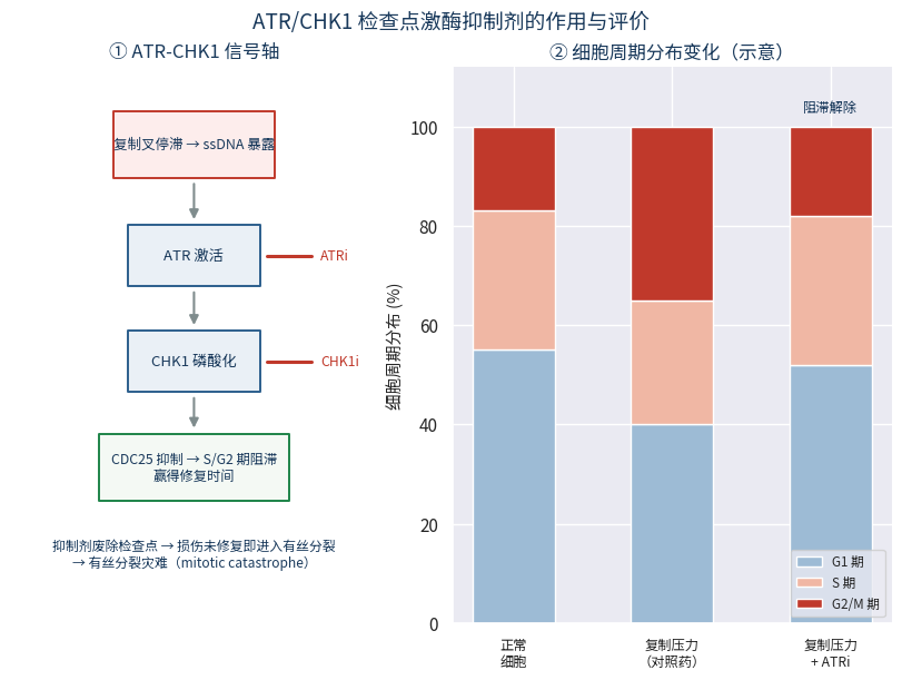 ATR-CHK1信号轴示意与细胞周期分布变化示意图