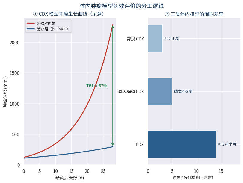 CDX模型肿瘤生长曲线与三类体内模型建模周期对比示意图