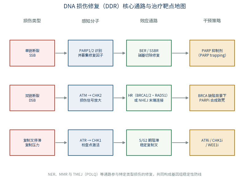 DNA损伤修复核心通路与治疗靶点地图：SSB、DSB与复制压力三条主线