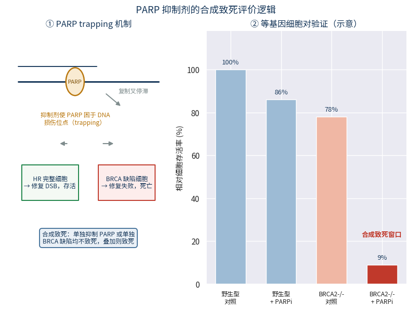 PARP trapping机制示意与等基因细胞对合成致死验证柱状图