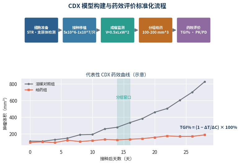 CDX模型构建与药效评价标准化流程示意图