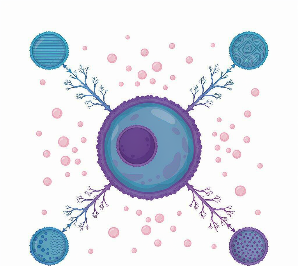 T细胞活化与分化概念示意图：CD4 T细胞分化为Th1/Th2/Th17/Treg亚群