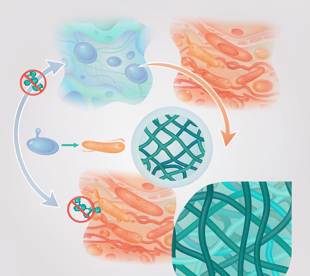 纤维化平台抗纤维化药物评价概念示意图