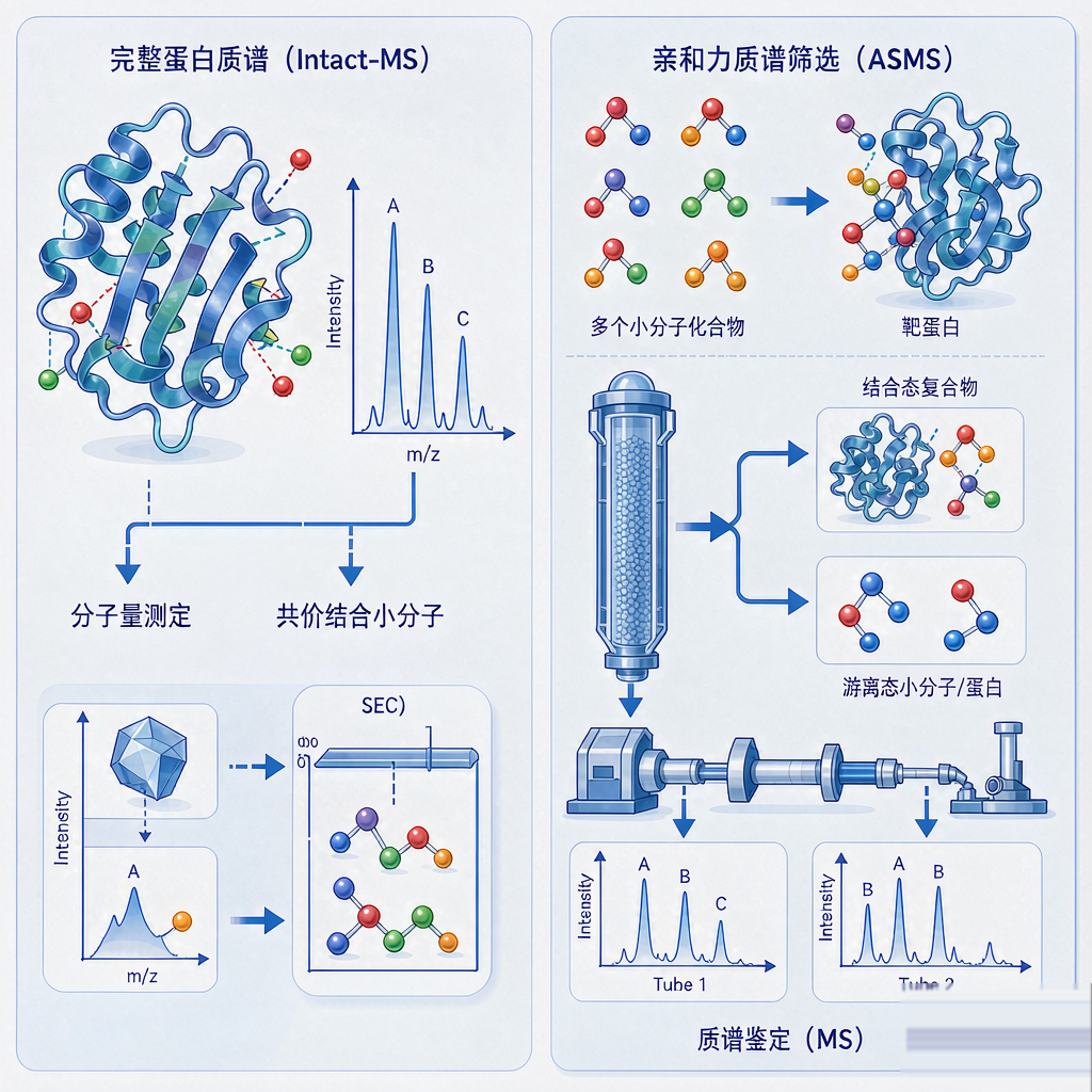 质谱分子互作平台Intact-MS完整蛋白分析与ASMS亲和筛选原理示意图