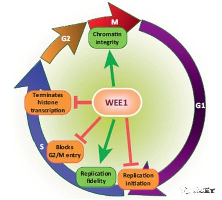 爱思益普药物研发