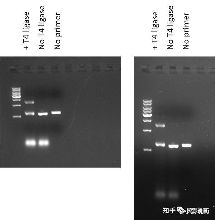 爱思益普药物研发