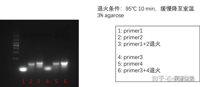 爱思益普药物研发