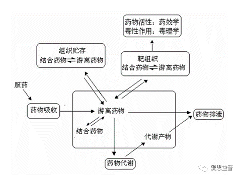 爱思益普药物研发