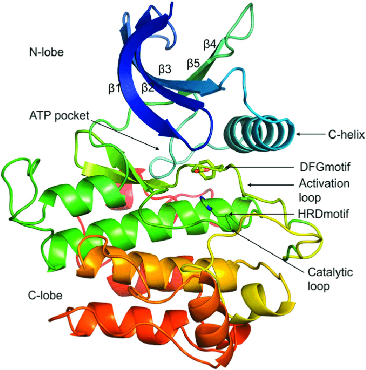 Structure of a typical protein kinase domain displaying ATP binding... | Download Scientific Diagram