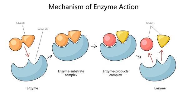 124 Catalytic Enzyme Royalty-Free Images, Stock Photos & Pictures | Shutterstock